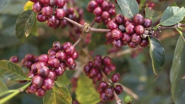 Alimentos sustentan las exportaciones de la región