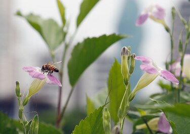 15,529 colmenas generan récord de miel en 2025