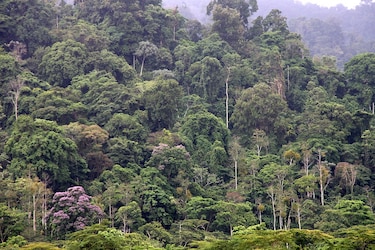 Miambiente suspende provisionalmente el aprovechamiento de madera de bosques naturales