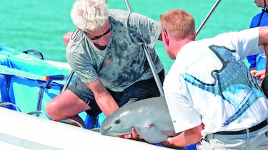 La vaquita marina, en grave peligro