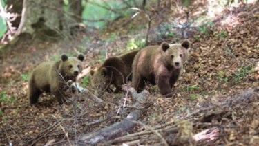Alarmante estado de la biodiversidad en todo el mundo