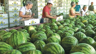 Ordenan auditoría para definir deuda a agroexportadores