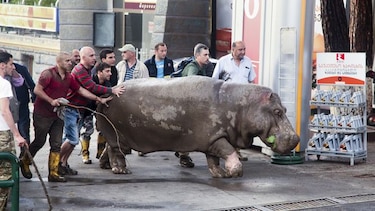 Ocho personas mueren y fieras escapan del zoo tras inundarse Tiflis