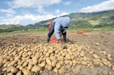 Sobreproducción y la baja demanda castiga al agro