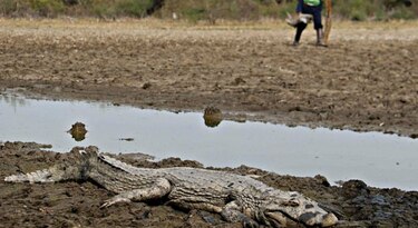 Salvan en Paraguay  a caimanes a punto de morir por sequía
