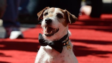 Uggie, el perro de 'The Artist', muere a los 13 años