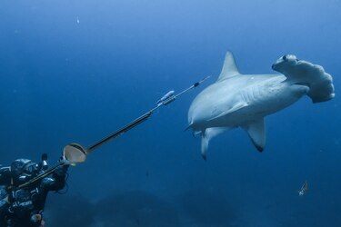 Rastreo a una tiburón martillo en Galápagos desvela posible migración a Panamá para parir
