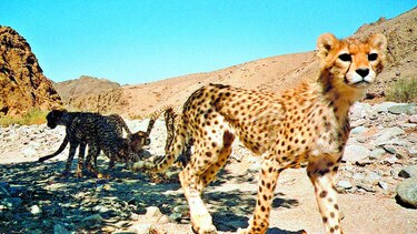 Ley protege a los animales