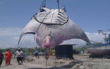 Una mantarraya de una tonelada  fue capturada en Perú