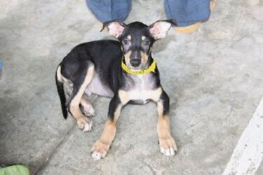 Auxilio para las mascotas en riesgo