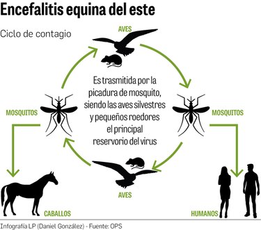 Decretan cerco sanitario en Darién por enfermedad equina