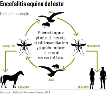 Decretan cerco sanitario en Darién por enfermedad equina