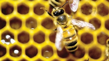Crean la primera vacuna para abejas