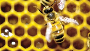 Crean la primera vacuna para abejas