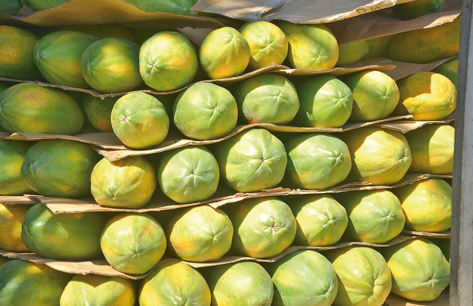 El milagro de la papaya