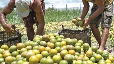 Chefs afrontan desafío de un menú bueno para el planeta