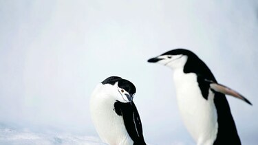 Clima favorece a los pingüinos