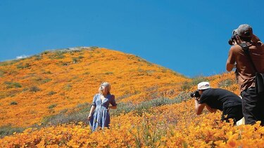 Espectáculo de amapolas