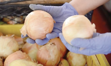 Precio de la cebolla en alza por escasez 