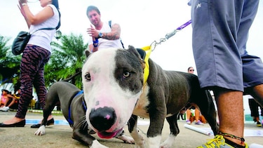 Crean en Japón una aplicación para denunciar las heces de perro sin recoger