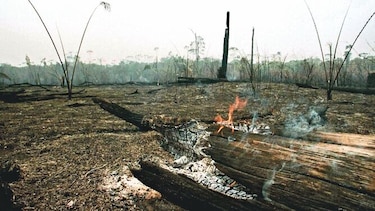 La agonía del Amazonas