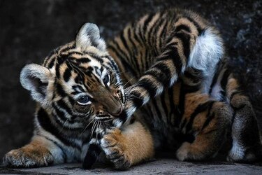 Nacen cuatro tigres de bengala en cautiverio en un parque de El Salvador
