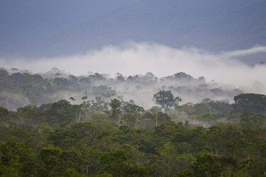 Detectan concentración récord de metales pesados en peces de la Amazonía ecuatoriana