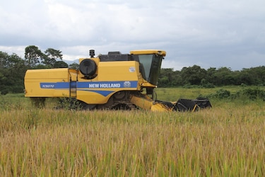 $57 millones en pagos de compensación a productores de arroz  