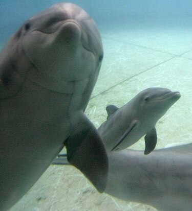 Delfines tendrán santuario en costa de Estados Unidos