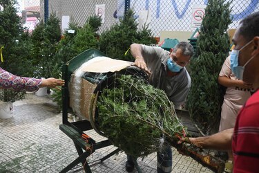 100 mil arbolitos llegarán al país; 20% más que hace un año