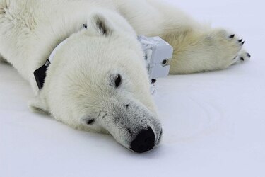 Osos polares del Ártico pierden peso por el cambio climático