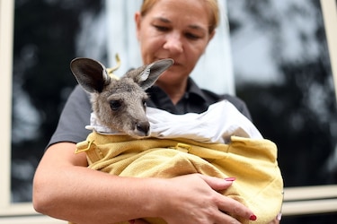 Incendios en Australia podrían ser fatales para ciertas especies