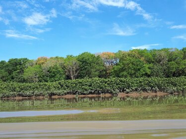 Darién gana un Sitio Ramsar: Matusagaratí