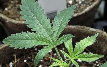Reunión de dos días sobre el cannabis en Panamá