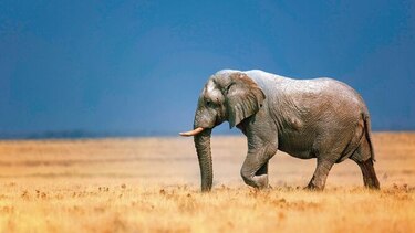 La vida silvestre como despensa del comercio