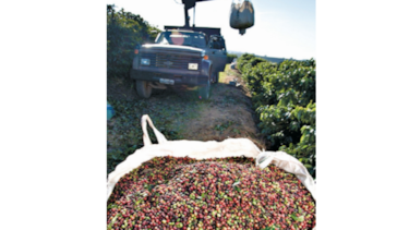 Productores de café, afectados con los bajos precios