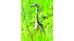 PANAMÁ CUENTA CON UN MILLAR DE AVES