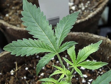 Conceden permisos para marihuana medicinal en Oklahoma