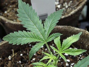 Conceden permisos para marihuana medicinal en Oklahoma