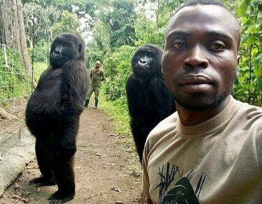 Guardabosques describe cómo se tomó selfie con gorilas