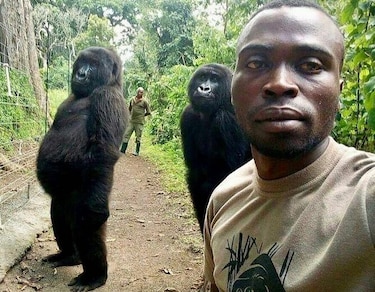 Guardabosques describe cómo se tomó selfie con gorilas