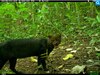 Corredores de biodiversidad