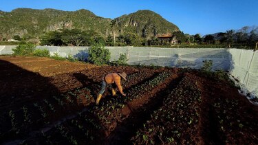 Pueblo turístico de Cuba vuelve a sembrar la tierra ante falta de viajeros