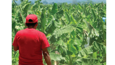 Establecerán escuelas de campo para cultivo de plátano