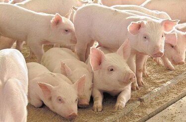 Por segunda vez regulan importación de carne de cerdo de Estados Unidos