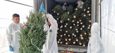 Cuarentena Agropecuaria inspecciona arbolitos de Navidad; se esperan al menos 70 contenedores en los próximos días