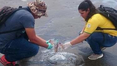 Investigan muerte de especies marinas en Los Santos