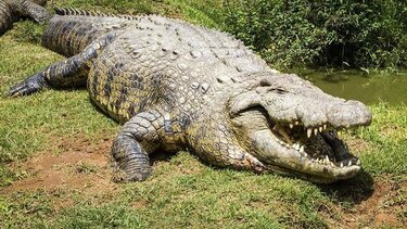 El cocodrilo más longevo del mundo cumple 114 años