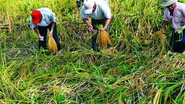 Larga sequía retrasa comienzo de siembra