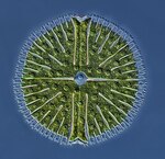 Panameño gana concurso internacional de fotografía a microorganismos